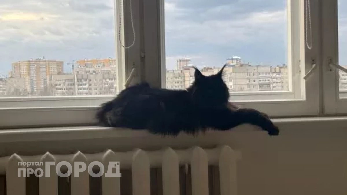 Ваш кот планирует побег прямо сейчас: ветеринары назвали три скрытых признака надвигающейся беды