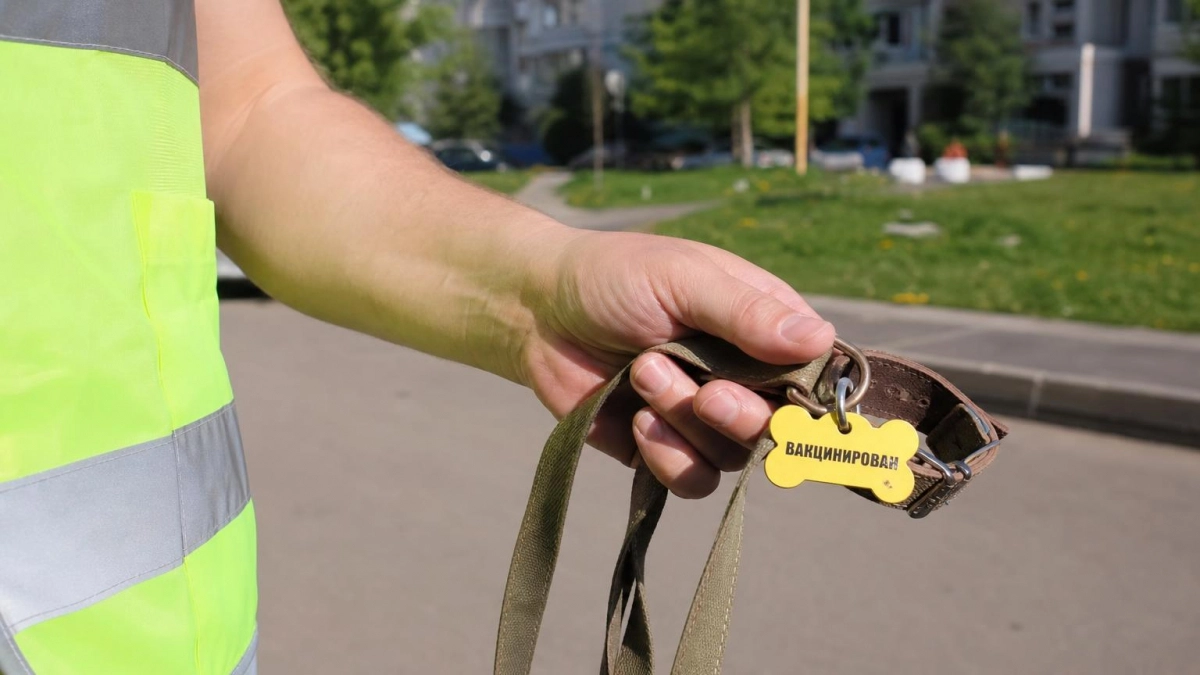 В Иванове ищут подрядчика на отлов и лечение бездомных животных за 4,6 млн