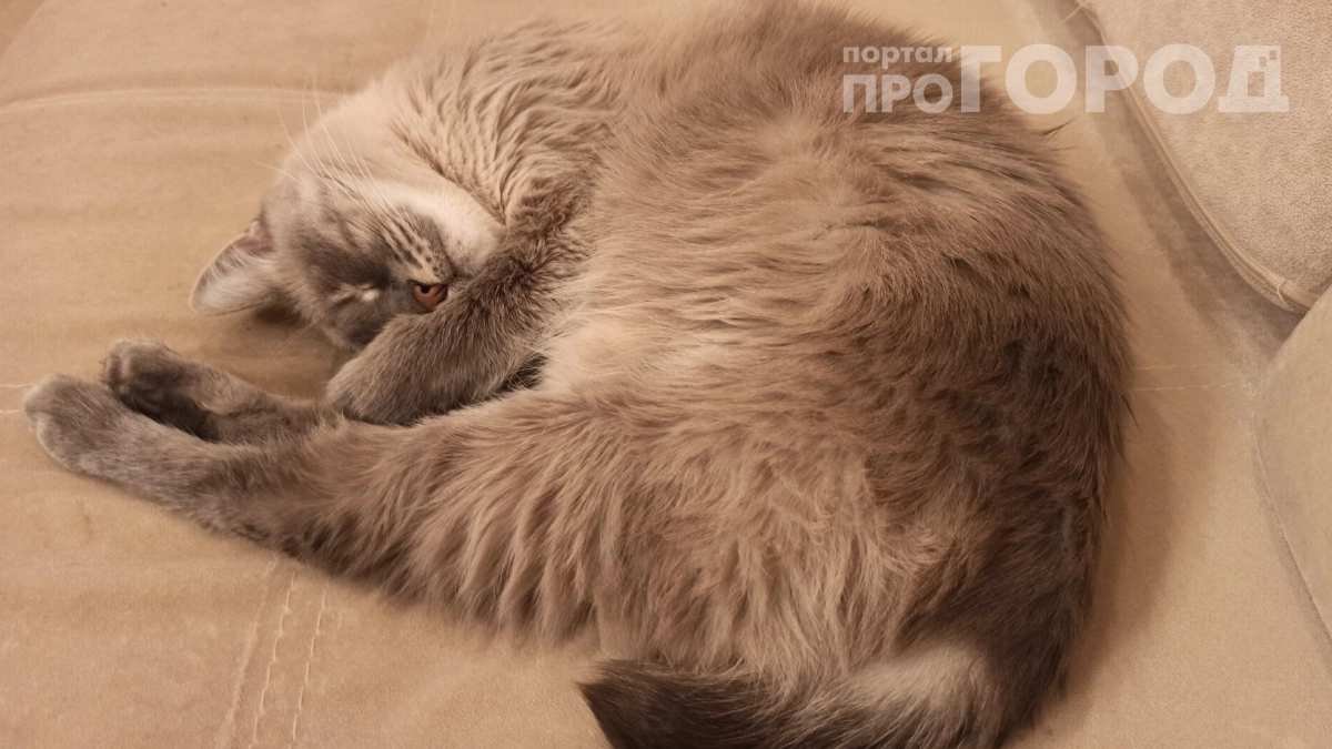 Хватит игнорировать сигналы питомца: что на самом деле значит дергающийся хвост и почему стоит отойти