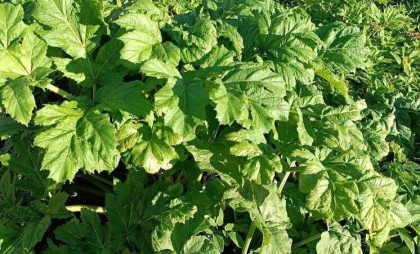 В Ивановской области за борщевик теперь отбирают землю